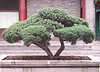 bonsai202