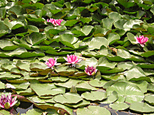 lilypad03